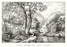 Wonderful Natural Landscape As Context For A Group Of Deers In Their Natural Environment. Forest In Foreground, Mountains And Waterfalls On Background. By Currier & Ives, Publ. In New York, 1870