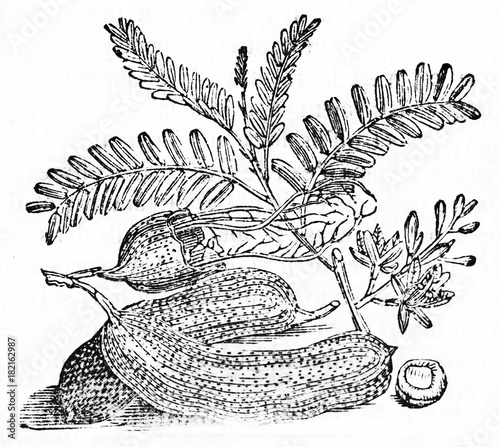 Black And White Botanical Illustration Of Tamarind Fruits And Leaves Tamarindus Indica Old Illustration By Unidentified Author Published On Magasin Pittoresque Paris 14 Stock Illustration Adobe Stock