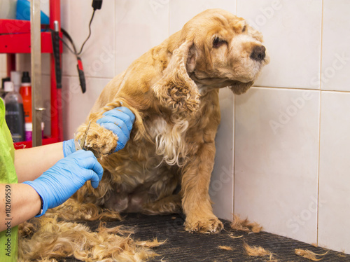 Cutting Hair To A Cocker Spaniel Dog At The Hairdresser Buy This