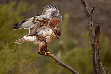 hawk getting his balance