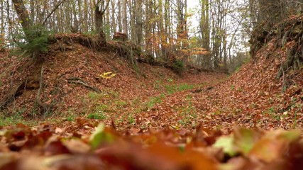 Wall Mural - Yellow Leaves Fall To The Ground In The Autumn.Slow Motion