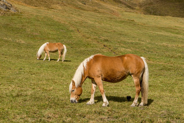 Alpine horse on Tirol Mountains. Brown gee on mountain background, natural environment. Animal on Austria Alps, Vent, Europe.