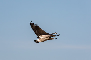 Wall Mural - Canada geese in flight at Rio Grande Nature Center, Albuquerque, New Mexico