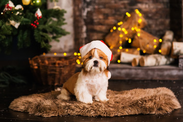 Happy New Year, Christmas, puppy shih tzu. holidays and celebration, pet in the room the Christmas tree. Dog in Santa Claus hat.