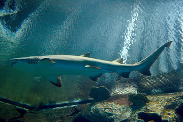 Blacktip reef shark (Carcharhinus melanopterus)