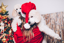 Beautiful Young Woman Celebrating Winter Holidays With Her Standard Poodle Puppies.