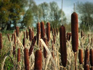 Poster - Bullrushes