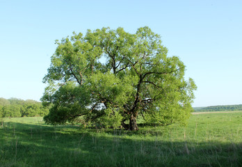 Field, big tree and blue sky