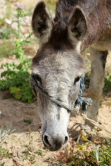 Wall Mural - grey donkey portrait