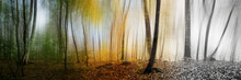 Beautiful Morning Scene In The Forest,  Panorama Changing Seasons