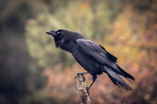 Corvus Corax, Raven