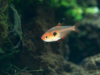 熱帯魚　レッドファントム