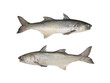 Fresh fourfinger threadfin or Indian salmon fish isolated on white background.