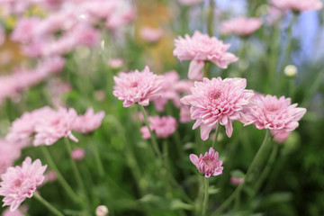 Leinwandbilder - Beautiful pink gerbera flower in the garden