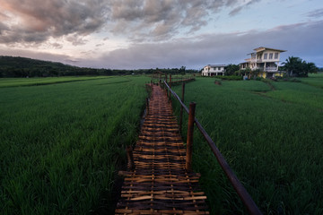 Wall Mural - green rice field in nan province, thailand