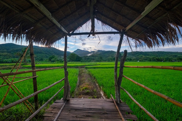Wall Mural - green rice field in nan province, thailand