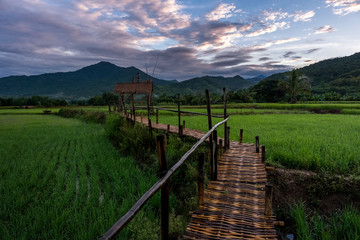 Wall Mural - green rice field in nan province, thailand