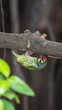 Bird (Coppersmith barbet) on tree in a nature wild
