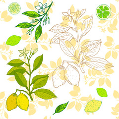 Poster - Fresh lemon. Vector illustration for web