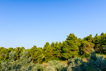 Hilly ground with confiner forest