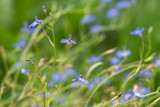 Fototapeta Krajobraz - Голубые цветы однолетней лобелии эринус (Lobelia erinus) на зелёном фоне.