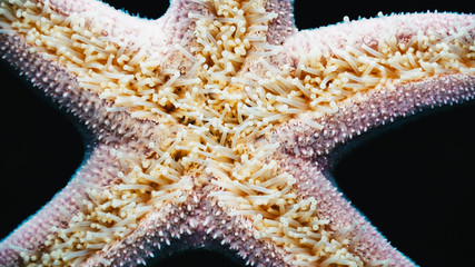 Wall Mural - Extreme Closeup Details Of A Walking Starfish