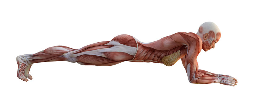 3D Rendering Female Anatomy Figure on White