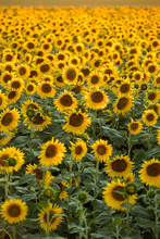 Sunflowers Field Near Arles  In Provence, France