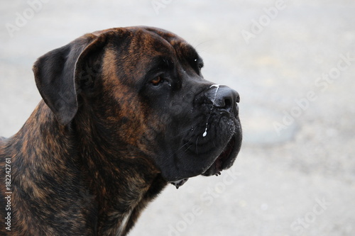 Chien Cane Corso Qui A De La Bave Sur Le Museau Buy This