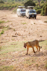 Poster - Young male lion in Africa