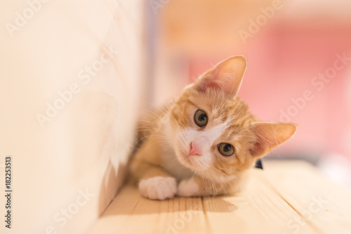  Plakat koty   czuly-rdzawy-maly-kotek-na-podlodze