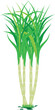 sugarcane plant vector design