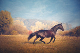 Fototapeta Konie - Black horse galloping on the trees and sky background in autumn
