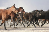 Fototapeta Do przedpokoju - a plain with beautiful horses in sunny summer day in Turkey. Herd of thoroughbred horses. Horse herd run fast in desert dust against dramatic sunset sky. wild horses 