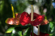anthurium andraenum plant with red leaf and yellow bud