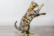 Bengal Cat Brown Spotted Pets