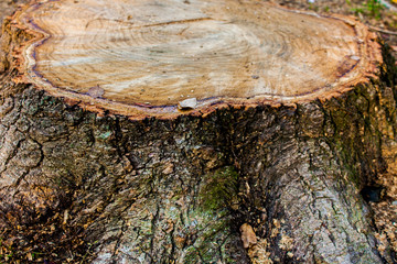 Wall Mural - Tree stump wood close up. wooden texture background, Grunge textured image