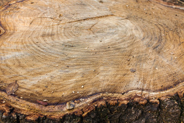 Wall Mural - Tree stump wood close up. wooden texture background, Grunge textured image