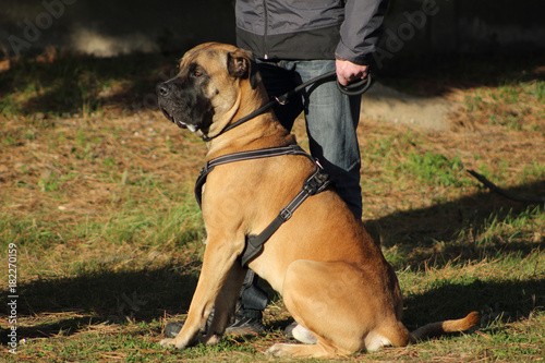 Chien Cane Corso En Position Assis à Coté De Son Maitre En