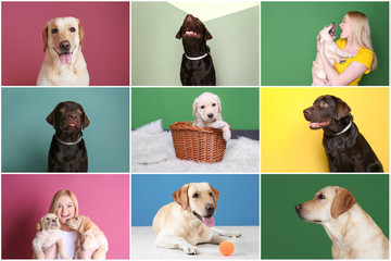 Wall Mural - Collage with young woman and cute Labrador Retriever dogs