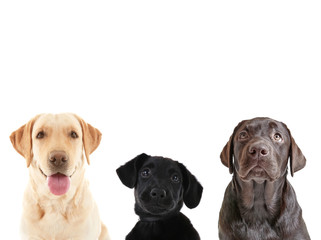 Canvas Print - Cute Labrador Retriever dogs on white background