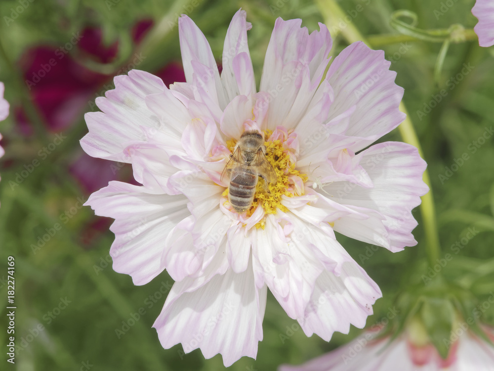 Photo Art Print Apis Mellifera Abeille Sur Fleur De