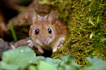 Wall Mural - süsse Waldmaus