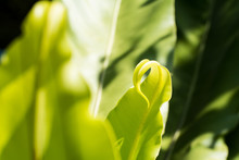 Closeup An Asplenium Nidus Leaf