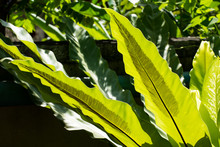 Closeup An Asplenium Nidus Leaf