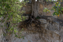 Exposed Roots On An Oak Tree Growing On A Cliff