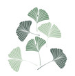 © Miroslava Hlavacova - Vector Illustration ginkgo biloba leaves. Nature background with leaves.