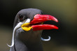 Head of a calling or twittering male inca tern, larosterna inca with a bright red beak
