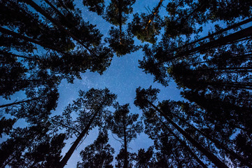 Wall Mural - Stars over the trees at summer night on dark sky. Starfall. Milky way. Pine trees on the foreground.