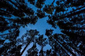 Wall Mural - Stars over the trees at summer night on dark sky. Starfall. Milky way. Pine trees on the foreground.
